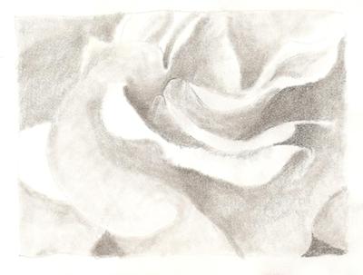 Pencil Drawing of a Rose Bloom